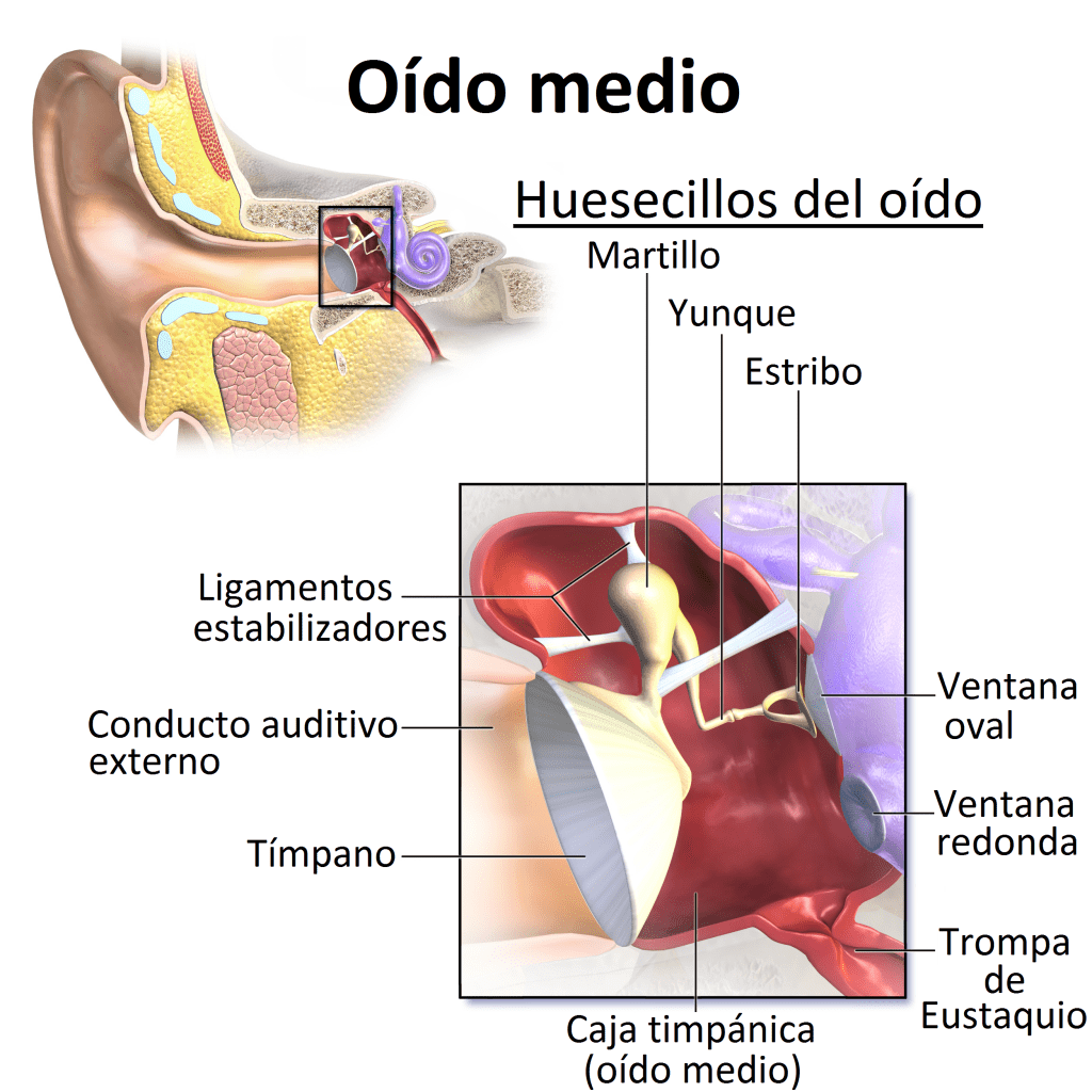Anatomía del oído medio