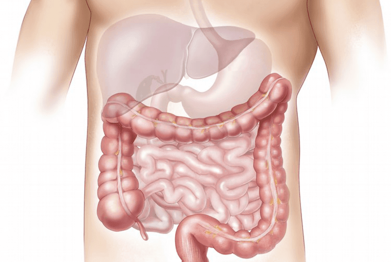 Aparato digestivo (ilustración)