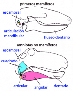 Mandíbula mamiferoides