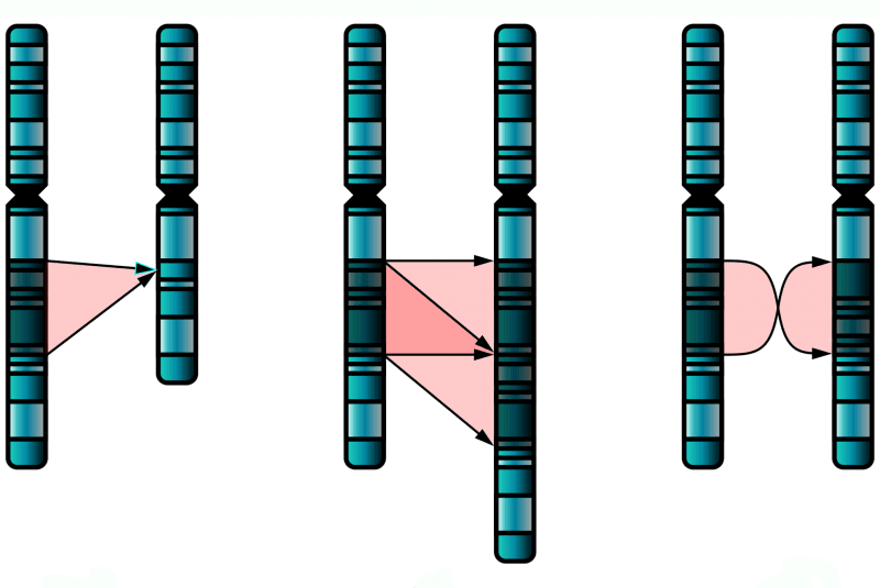 Mutación cromosómica simple