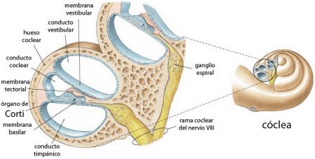 Órgano de Corti en la cóclea