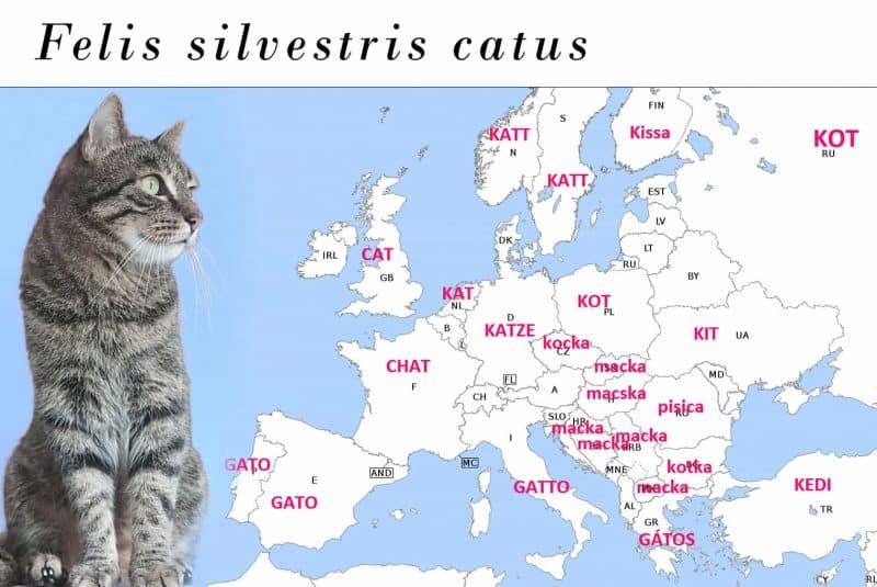 Nombres del gato en Ëuropa
