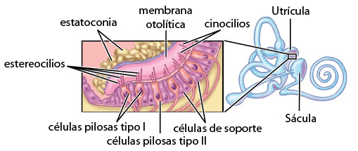 Células pilosas en el sistema vestibular