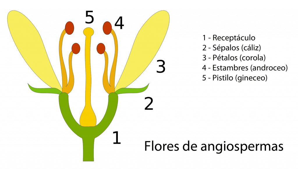 Flor de angiospermas