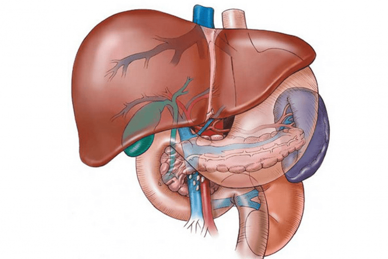 Hígado y vesícula biliar