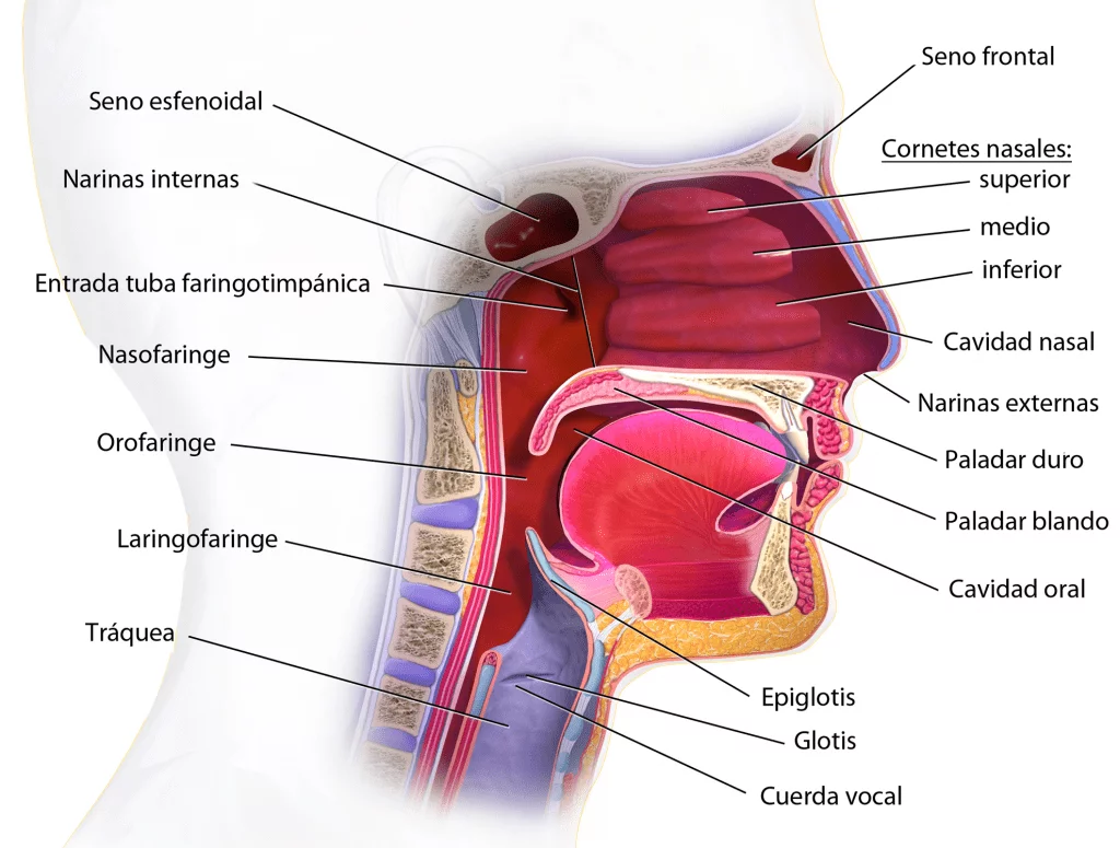 Partes de la faringe y tracto respiratorio superior