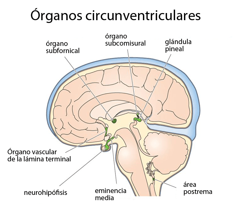 Órganos circunventriculares