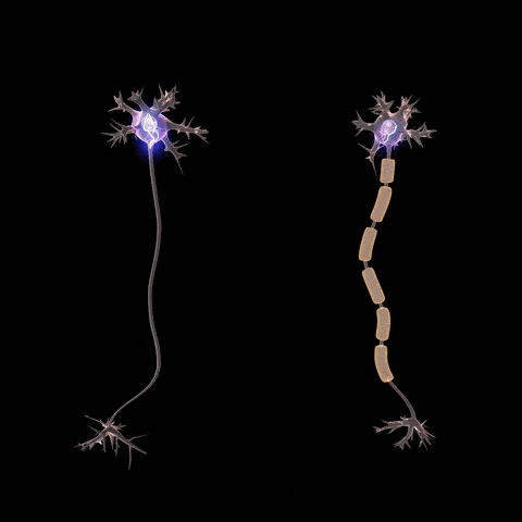 Impulso nervioso con mielina (animación)