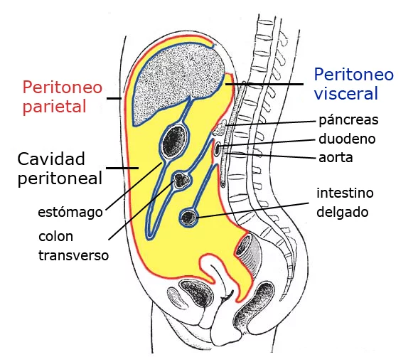 Peritoneo y cavidad peritoneal