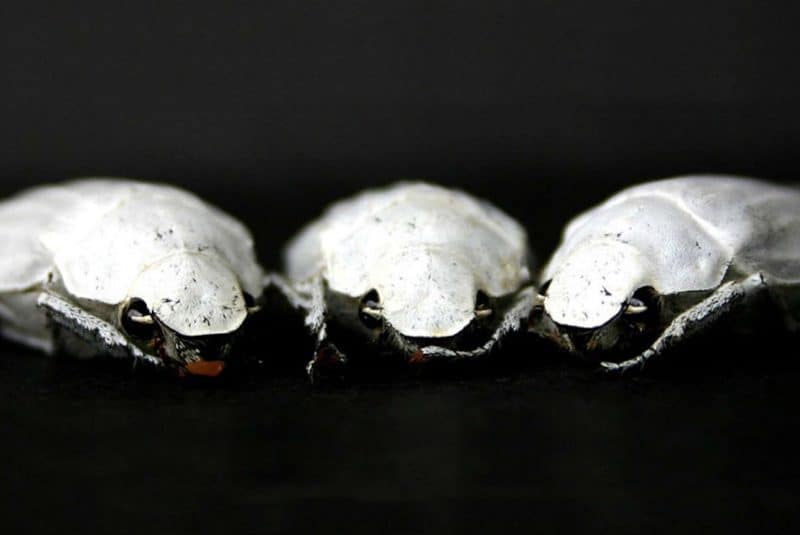 Escarabajos blancos (Cyphochilus)