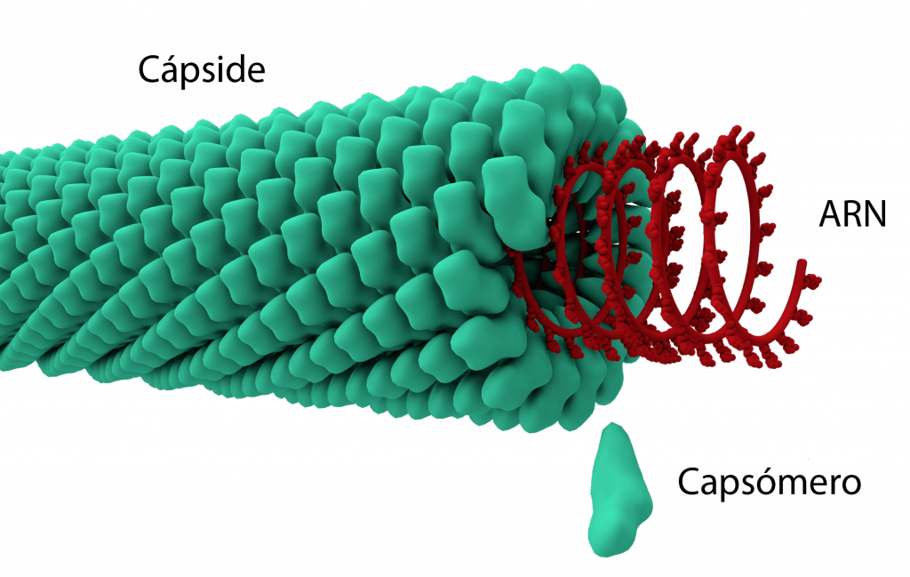 Modelo de virus helicoidal con ARN