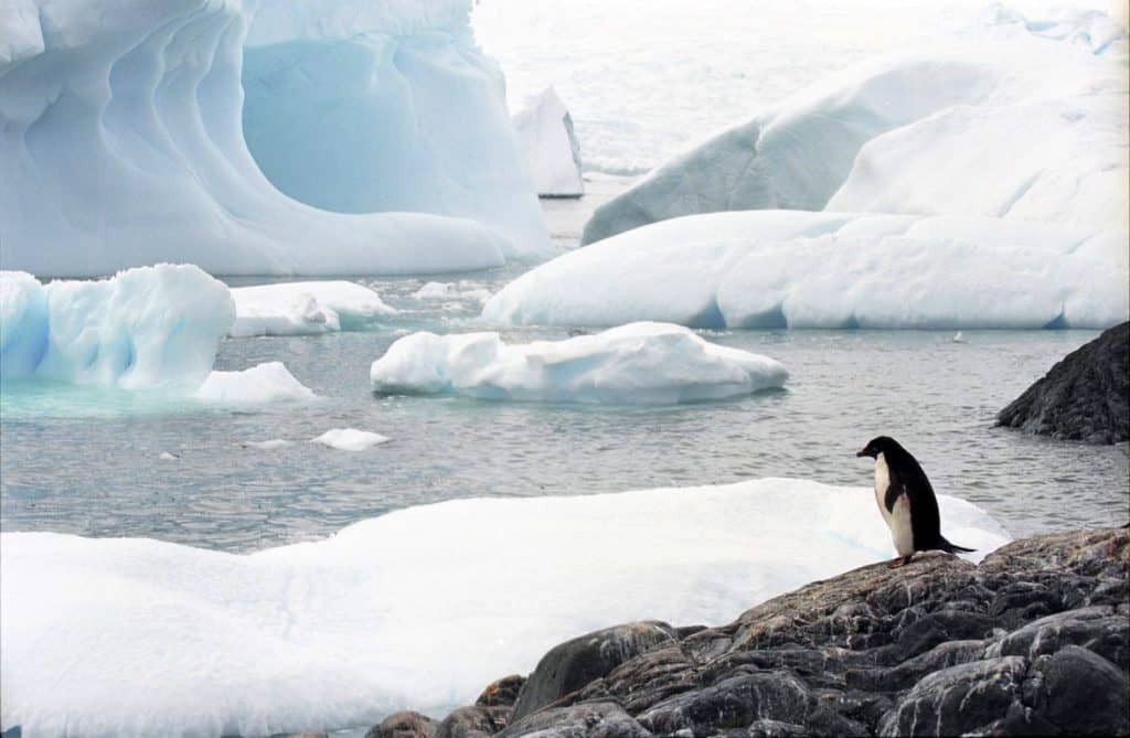 Un pingüino en la Antártida