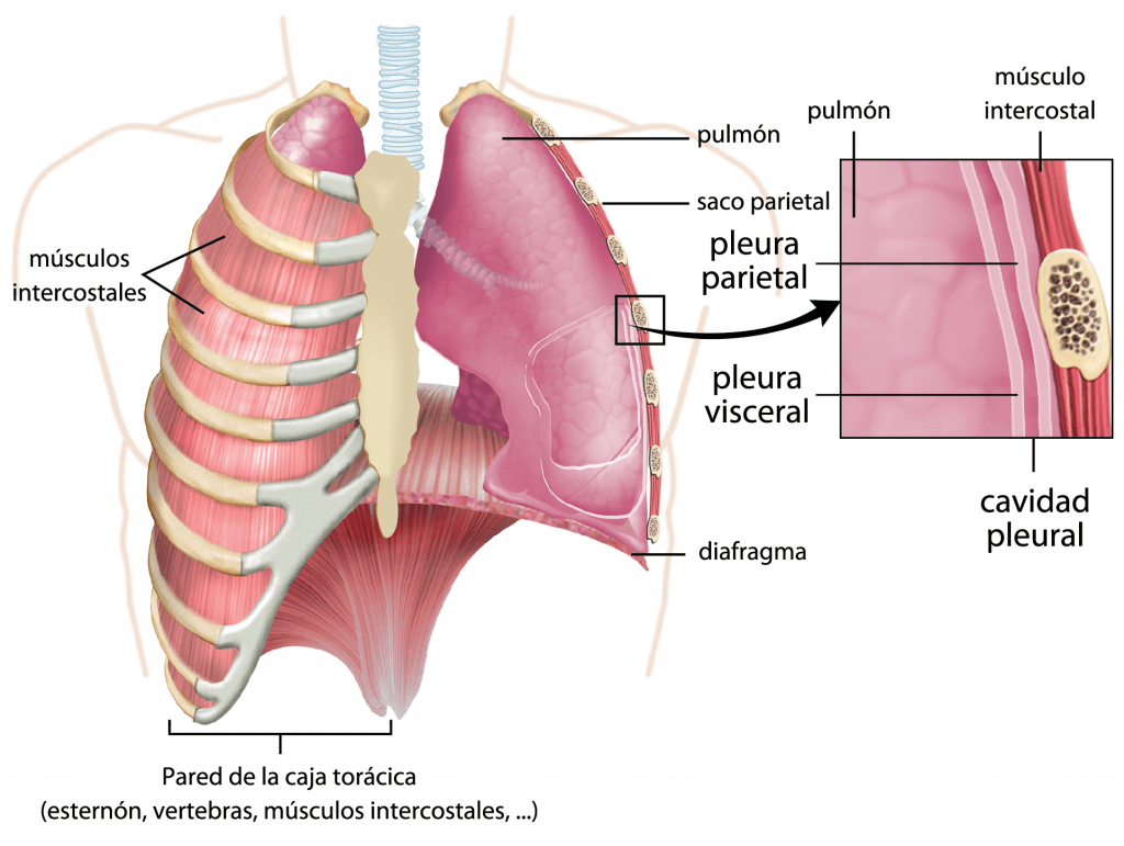 Estructura de la cavidad pleural