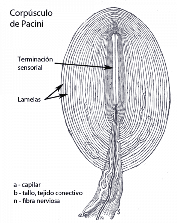 Esquema de un corpúsculo de Pacini o corpúsculo lamelar