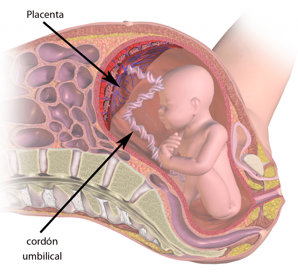 Esquema de la placenta y el cordón umbilical