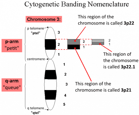 Nomenclatura de bandas citogenéticas