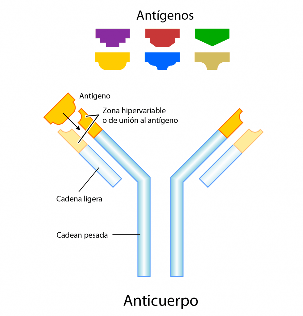 Estructura general de un anticuerpo