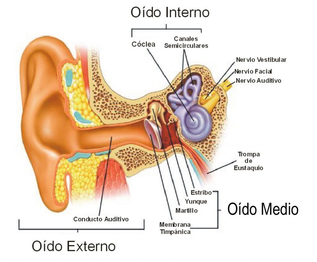 El oído y el sistema vestibular