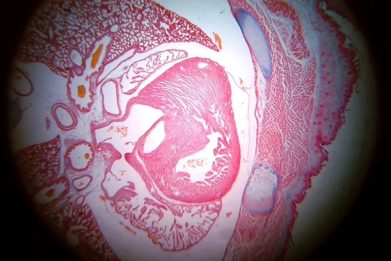 Corte de tejido embrionario de ratón