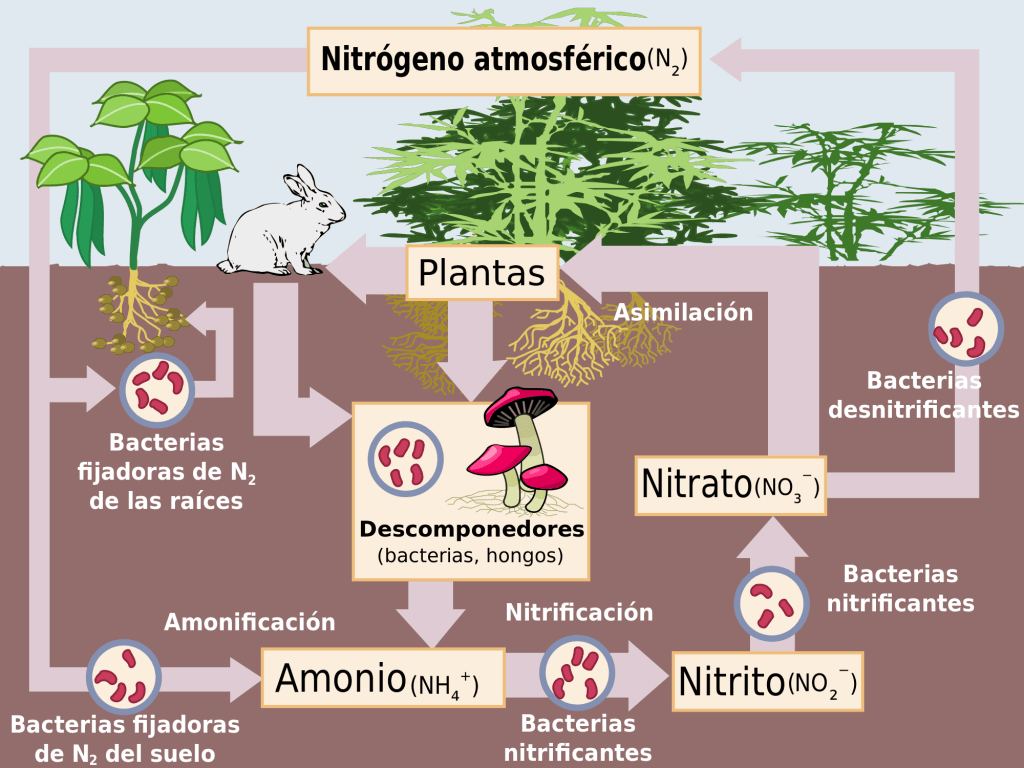 Ciclo del nitrógeno
