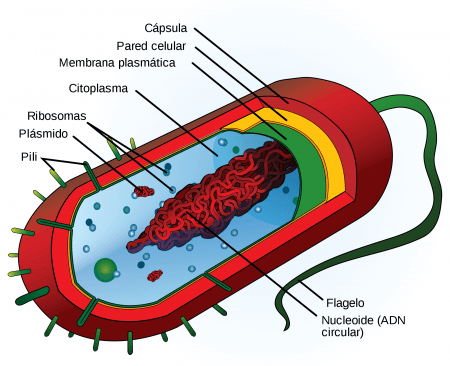 Esquema de una célula procariota