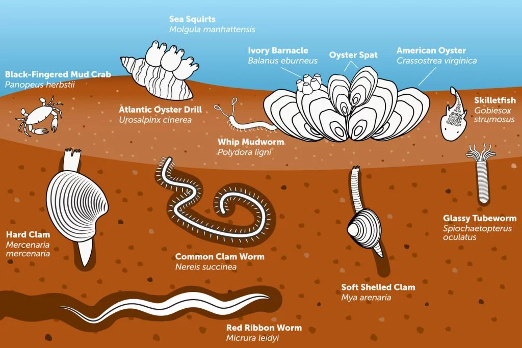 Ilustración de un ecosistema bentónico