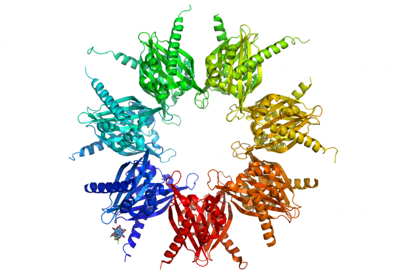 CaMKII (proteína quinasa dependiente de calcio/calmodulina tipo II)