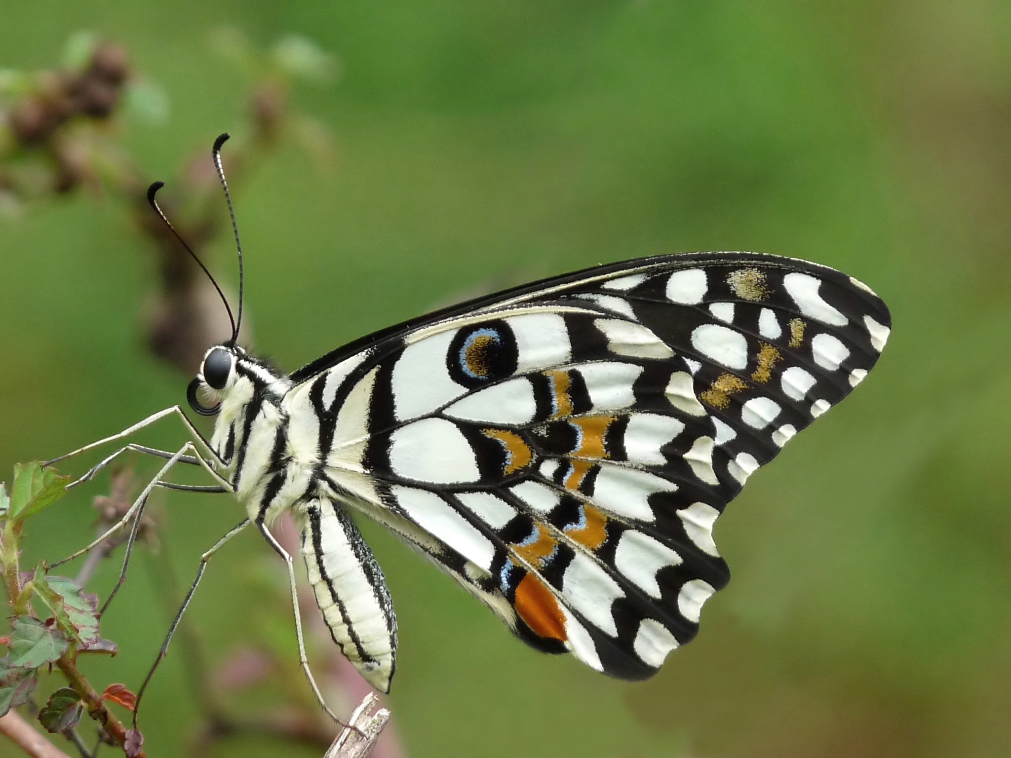 COSEE 100Piezas Impresión de Mariposa Adulta Protección Personal Diaria