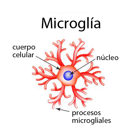 Microglía ramificada