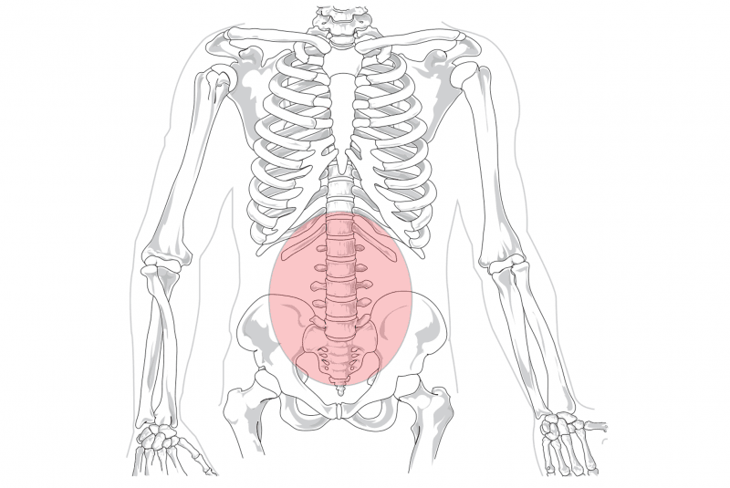 Región lumbar del esqueleto humano (dibujo)