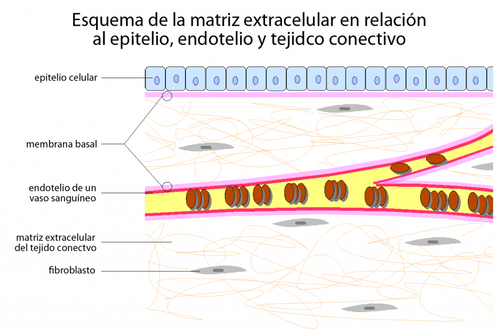 Matriz extracelular