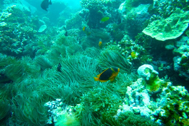 Arrecife, un ejemplo de comunidad bentónica