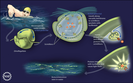 Posible mecanismo bioluminiscente de los dinoflagelados