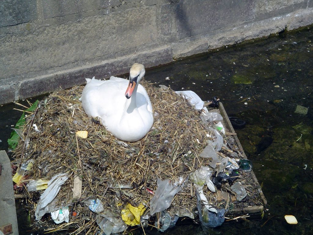 Cisne en un nido de plástico