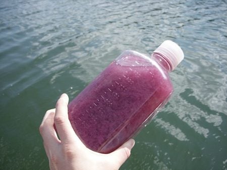Bacterias púrpura (Lago Mahoney)