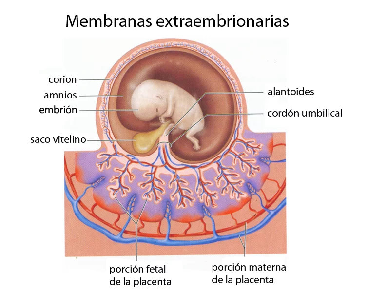 Esquema de las membranas extraembrionarias