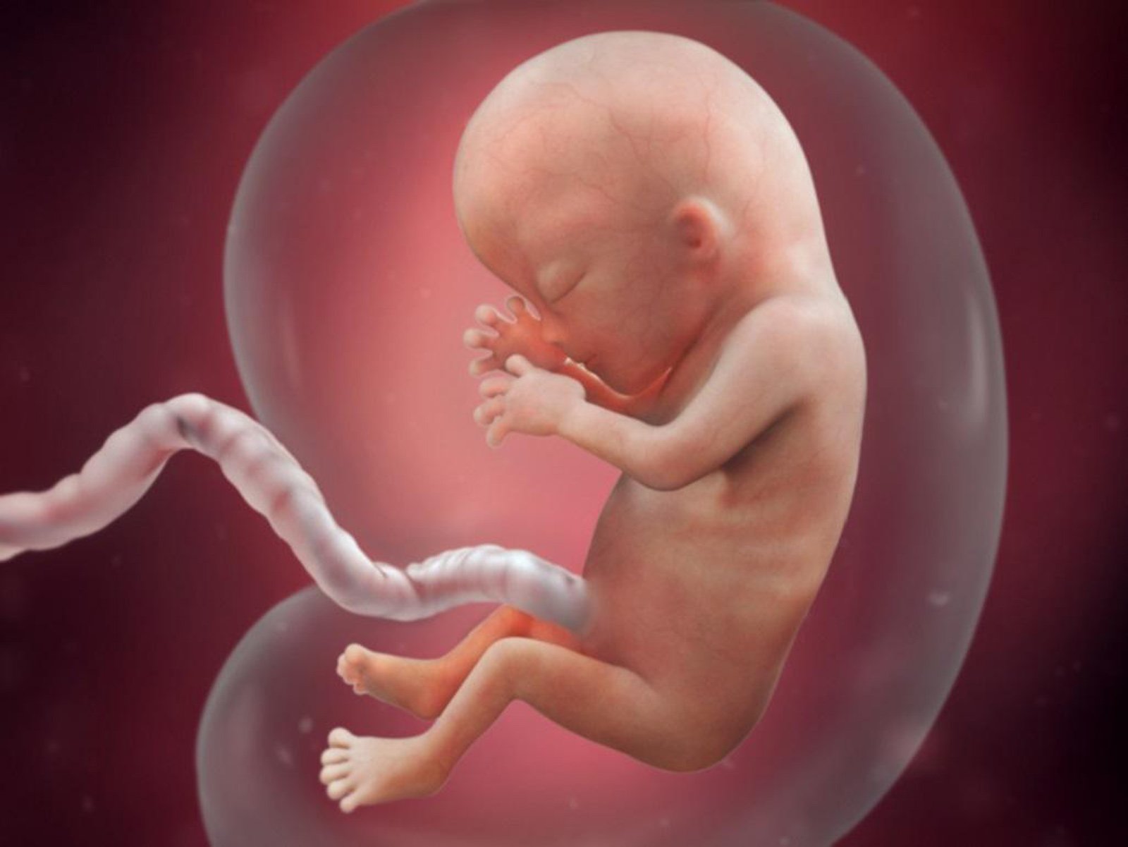 Человек в утробе матери. Эмбрион на 13 неделе беременности. 13 Недель беременности фото плода.