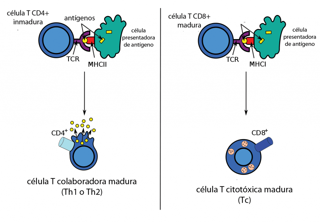 Presentación de antígeno y activación de linfocitos T