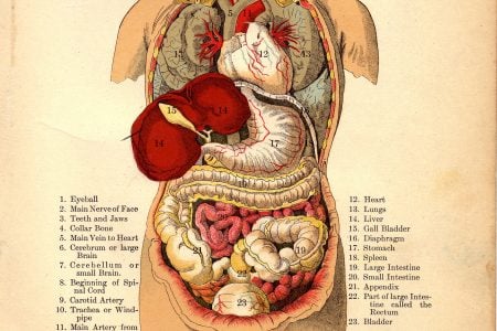 Órganos internos del cuerpo