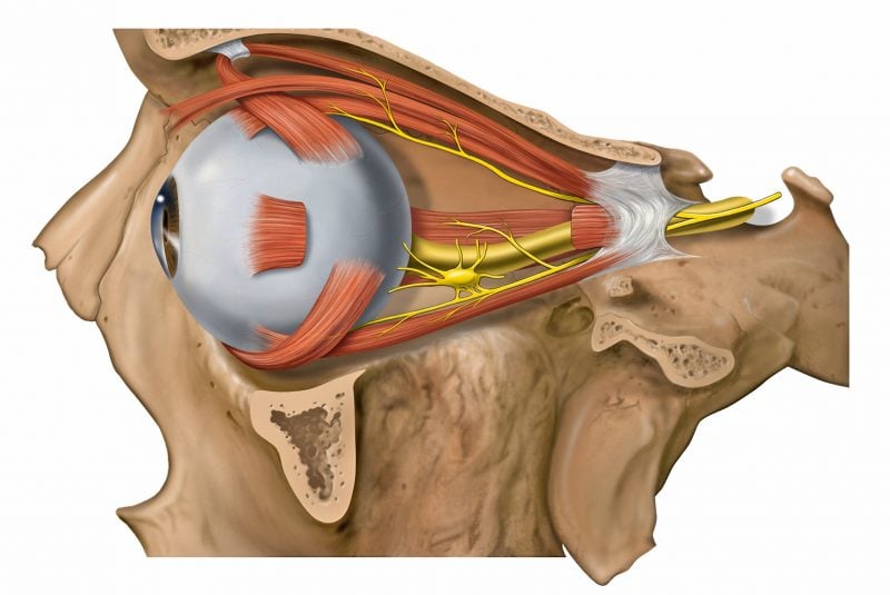 Anatomía lateral del ojo
