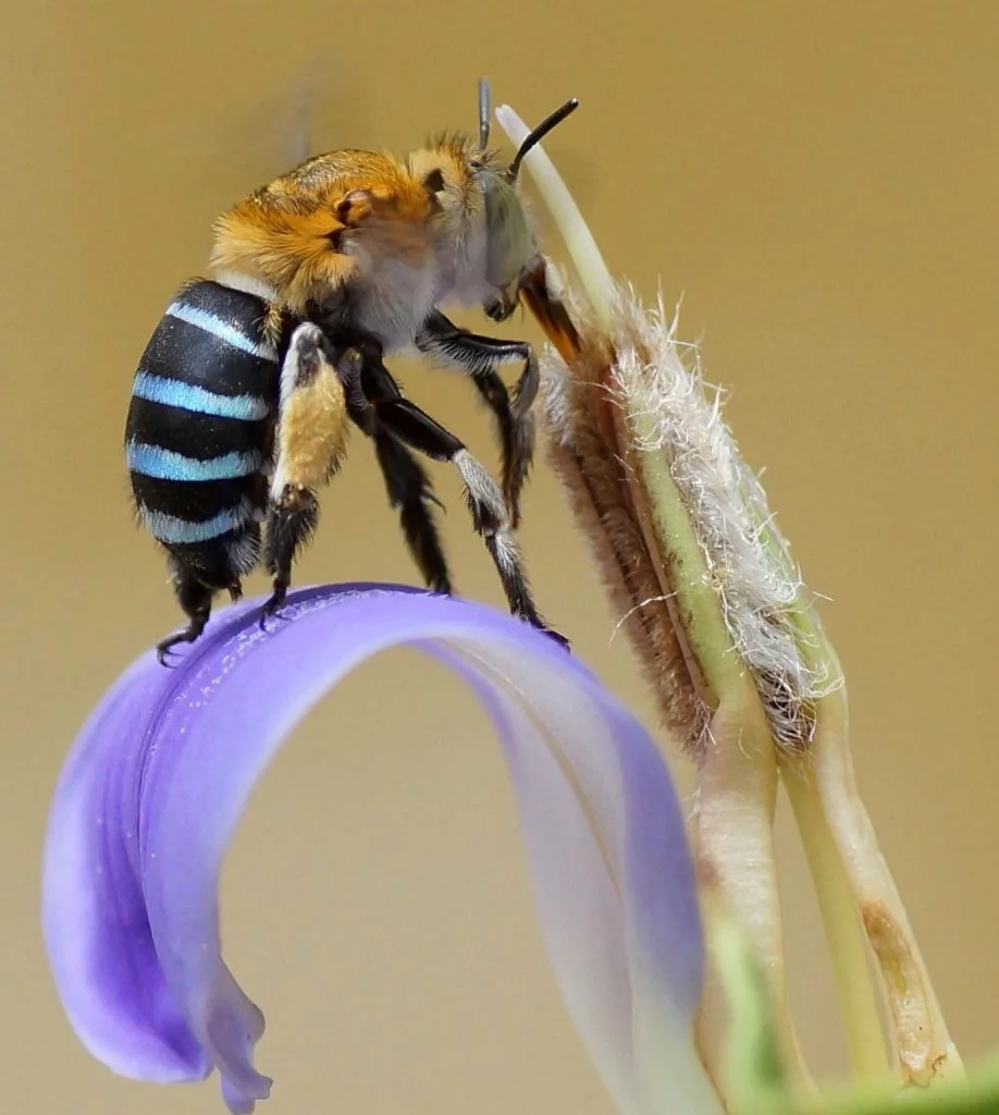 Coevolución en abejas de lengua larga y flores de tubo largo